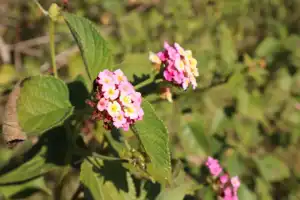 2025-06-30 Scarborough Park - IMG_2932_compressed_q50.webp